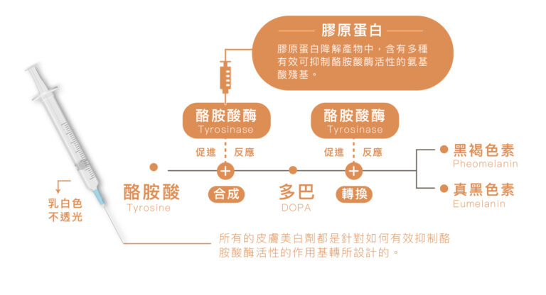 双美膚力原膠原蛋白植入劑 - 康橋診所-台中診所推薦 五星評論診所 6 双美膚力原膠原蛋白植入劑 - 康橋診所-台中診所推薦